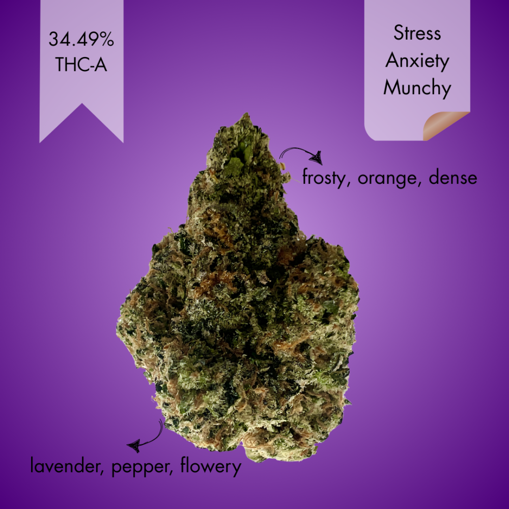 GELATO 41