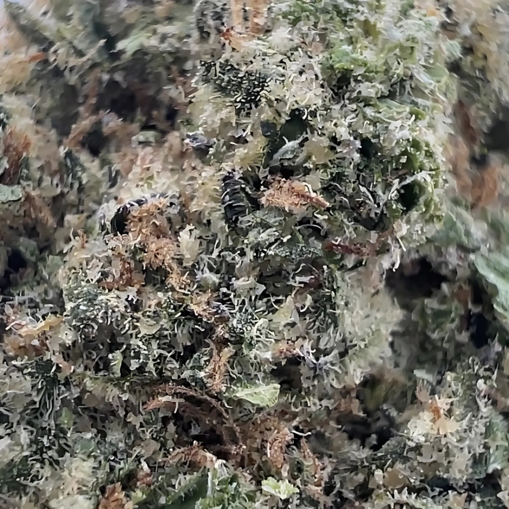 CHERRY GELATO - Image 2