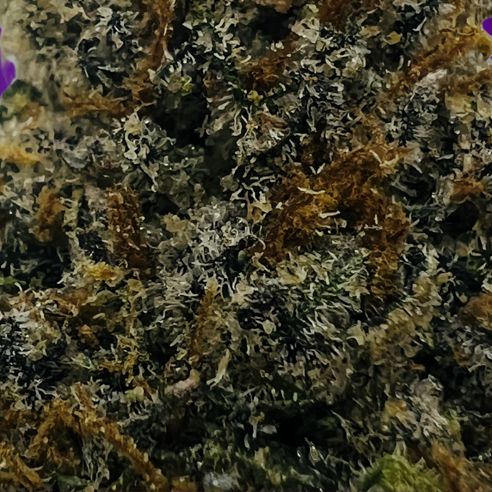 GELATO 41 - Image 2