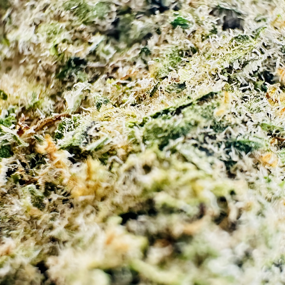 GOLDEN GAS - Image 2