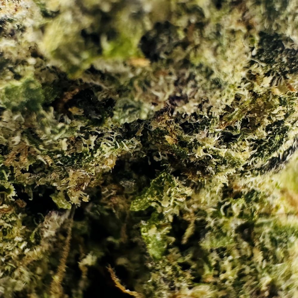 GELATO CANDY - Image 2