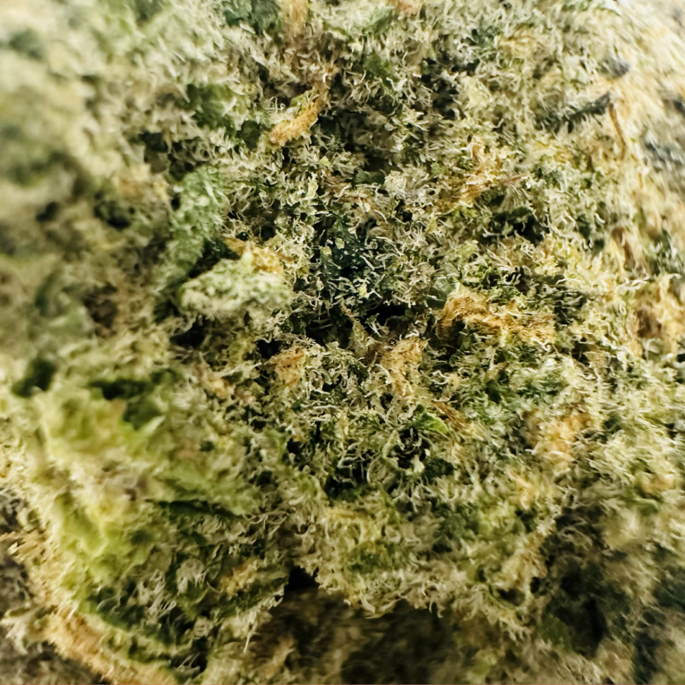 COLOMBIAN GOLD - Image 2