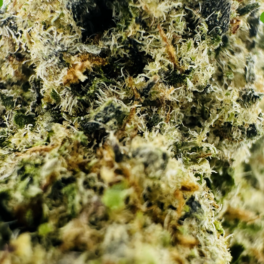 PURPLE JAW BREAKER - Image 2